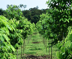 Screenshot_2020-09-01 Plantations-Intern