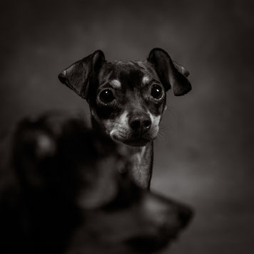 cats and dogs