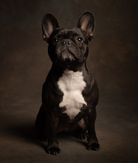 portret met pootjes kristel nijskens