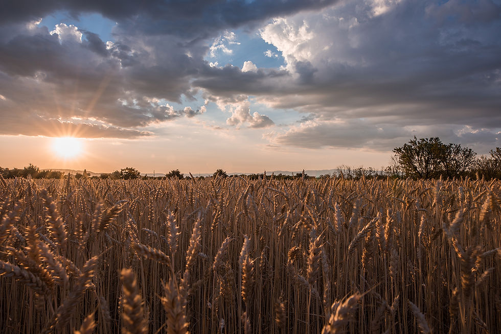 horizontal-shot-wheat-spike-field-time-sunset-breathtaking-clouds_low.jpg