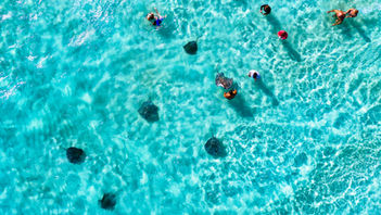 A Smattering of Stingrays