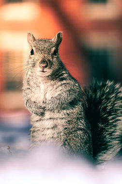 Curious Squirrel in Harvard Yard