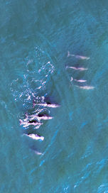 Bottlenose Dolphins
