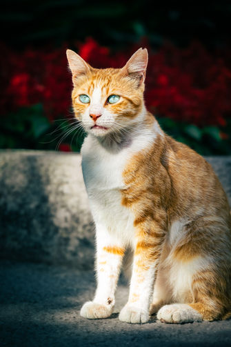 A Pensive Cat