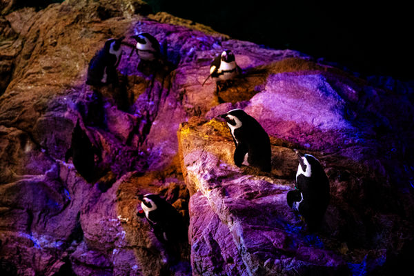 African Penguin Convention