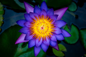 Beautiful Lilly