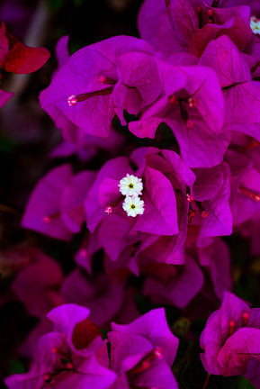 White Pearls Among a Magenta Sea