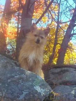 Dog Friendly Hikes Vermont