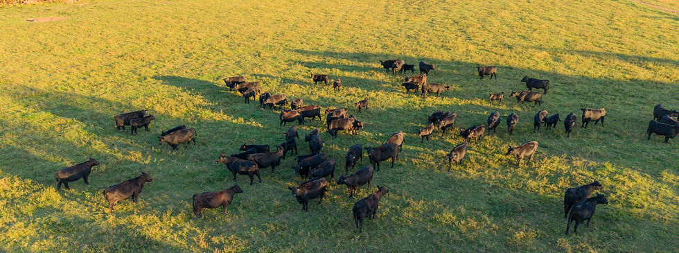 Copy of DJI_20251001182501_0384_D.jpg