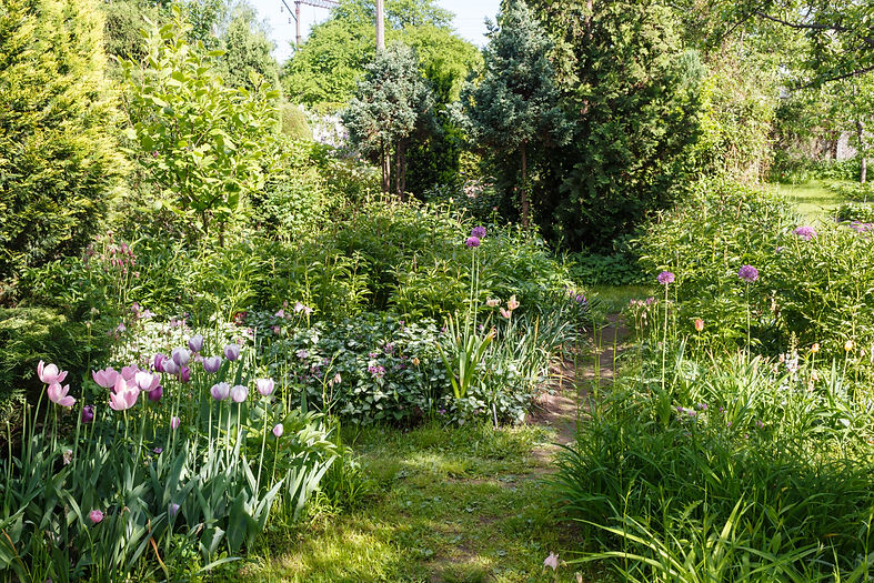 decorative-trees-shrubs-and-flowers-in-the-garden-2025-03-13-13-06-22-utc.JPG