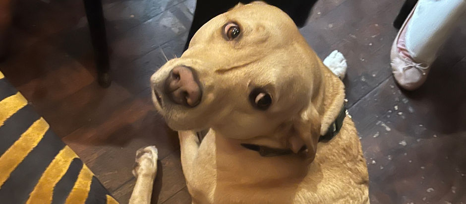 A Tribute to Belle: The Best Studio Dog