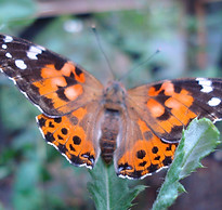 butterfly.jpg