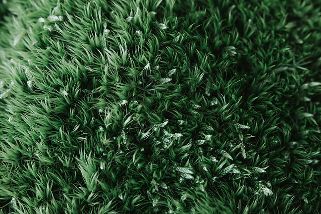 grass_green_growth_lawn_plant-1535925.jp