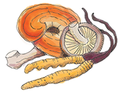 Papa Doc's TOnic has chaga, reishi, lion's mane, shiitake and cordyceps mushrooms