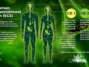 ההבדלים במערכת האנדוקנבינואידית של נשים וגברים
