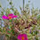 Thumbnail: Japanese Rose (Portulaca Variegated)