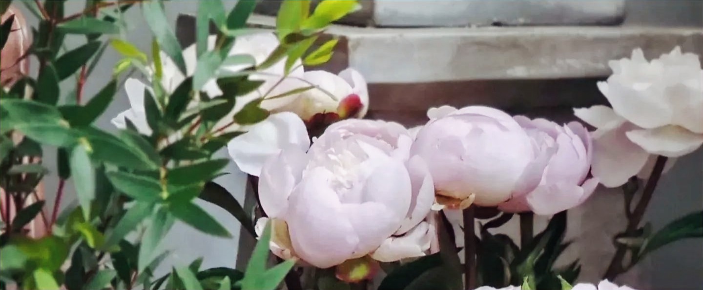 Arranged Food and Objects