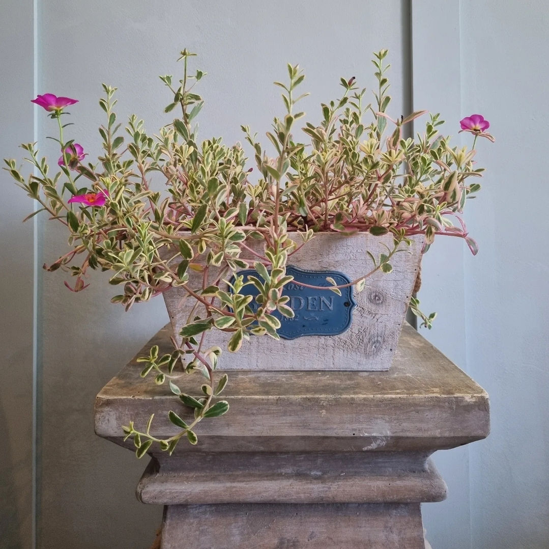 Japanese Rose (Portulaca Variegated)