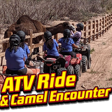 Camel Encounter & ATV Tour by LVOA $150 each, Dep. = $50, Bal. = $100