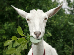 The Importance Of Non-GMO Feed For Your Goats