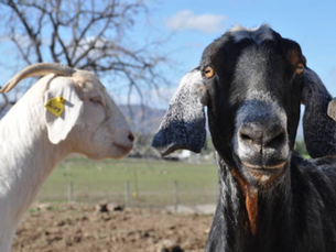 CAE-Positive Goats. What Every Goat Owner Should Know