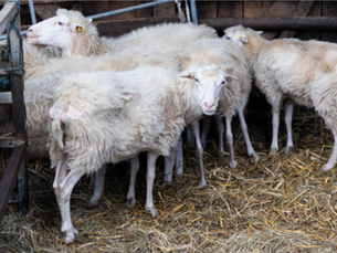 How Weather Changes Affect Sheep Health And Production