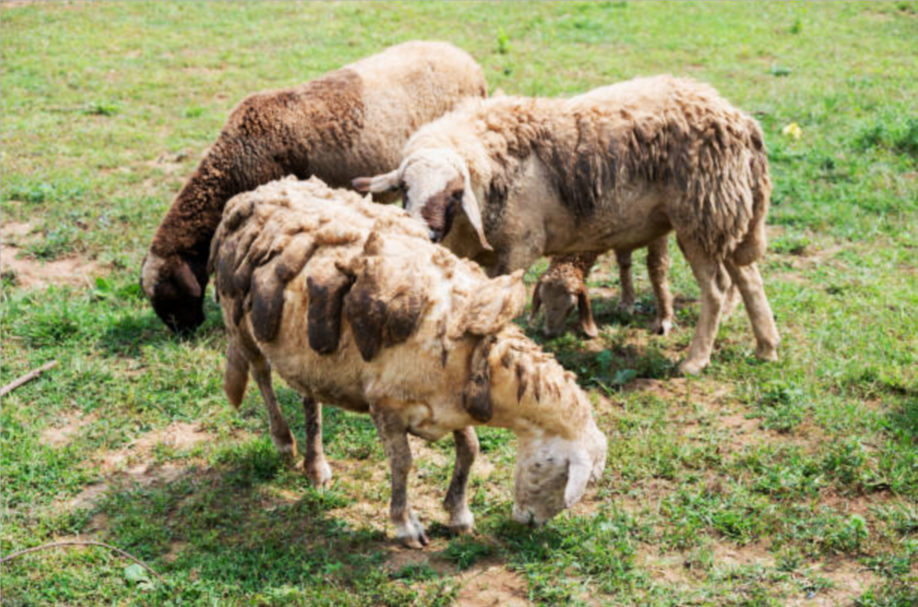 Common Sheep Diseases And How To Prevent Them