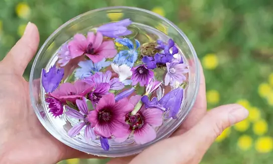 flower-essences-1800x1086-c-default.webp