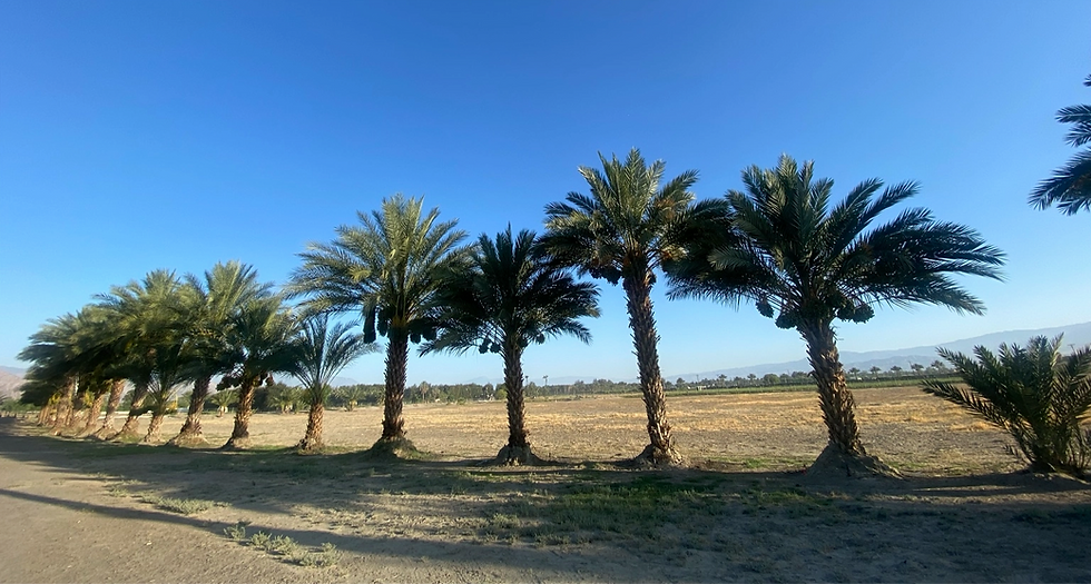 01_BEST_GROVE_Photo16_Mature_Date_Palm_Row_Mountains_edited.png