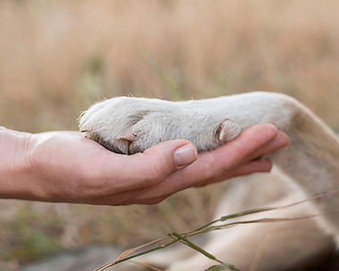 imageye___-_vista-lateral-de-la-persona-que-sostiene-la-pata-de-perro_23-2148683017.jpg