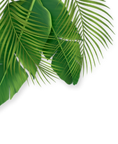 24077068_tropical_banner_background (1)_