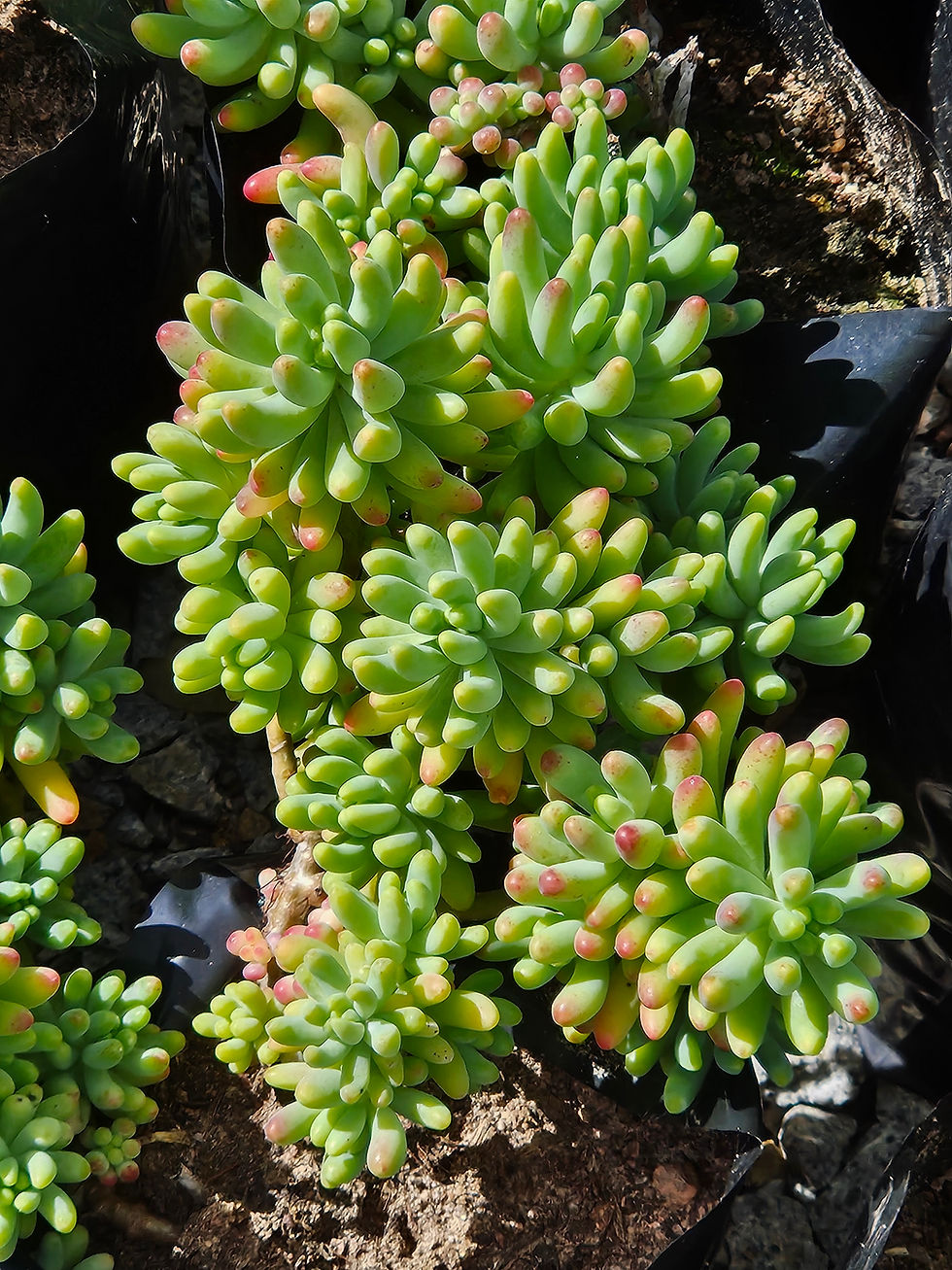 Sedum pachyphyllum Jelly Bean Plant