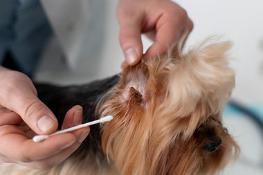 cute-dog-consultation_23-2149314333.jpg