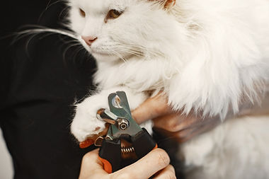 imageye___-_white-fluffy-cat-veterinarian-with-cats-animals-couch_1157-46553.jpg