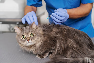 imageye___-_close-up-veterinary-doctor-taking-care-pet_23-2149267873.jpg