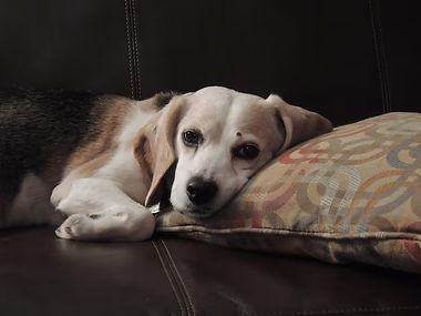 close-up-portrait-dog-relaxing-sofa-home_1048944-23811024.jpg