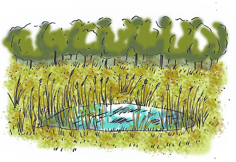 roseliere-dessin.png