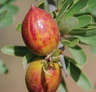 argan fruit