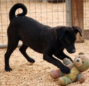 Gabby/Female- Lab Mix Puppy, Available For Adoption