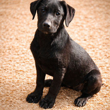 GeeGee/Female Lab-Available For Adoption