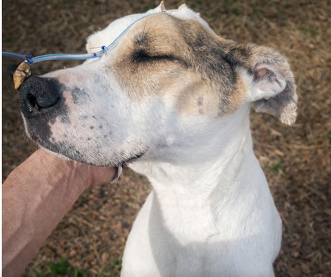 Bonnie/Female-Senior Sanctuary Medical Resident-Not Available For Adoption