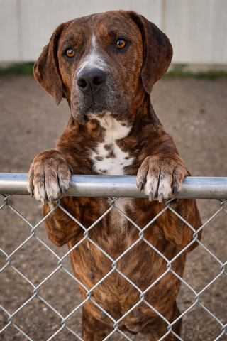MIA/FEMALE – SANCTUARY RESIDENT/CONDITIONAL ADOPTION