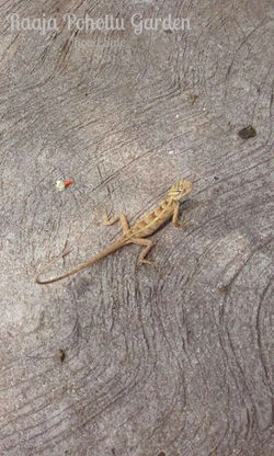 Lizard1