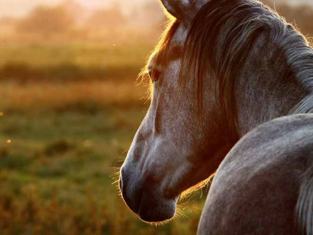 Not Just Horsing Around: The Impact of Equine-Assisted Learning on Levels of Hope and Depression in At-Risk Adolescents