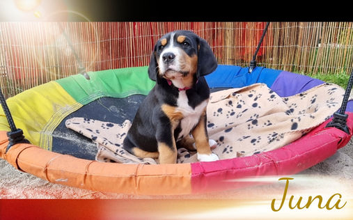 WB7 Juna_edited_edited_edited.jpg