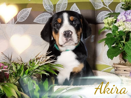 WB8 Akira_edited_edited.jpg