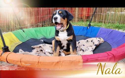 WB7 Nala_edited_edited_edited.jpg