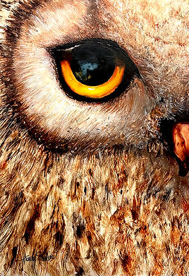 Owl Be Watching LR.jpg