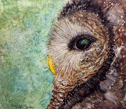 Barred Owl