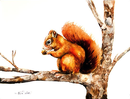Squirrel- My Precious LR_edited